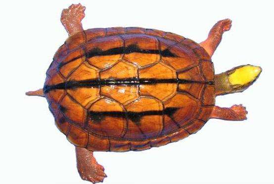 金钱龟可以抗癌吗,金钱龟汤什么人不能喝