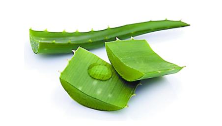 如何自制芦荟面膜自制芦荟面膜轻松补水保湿美白祛斑