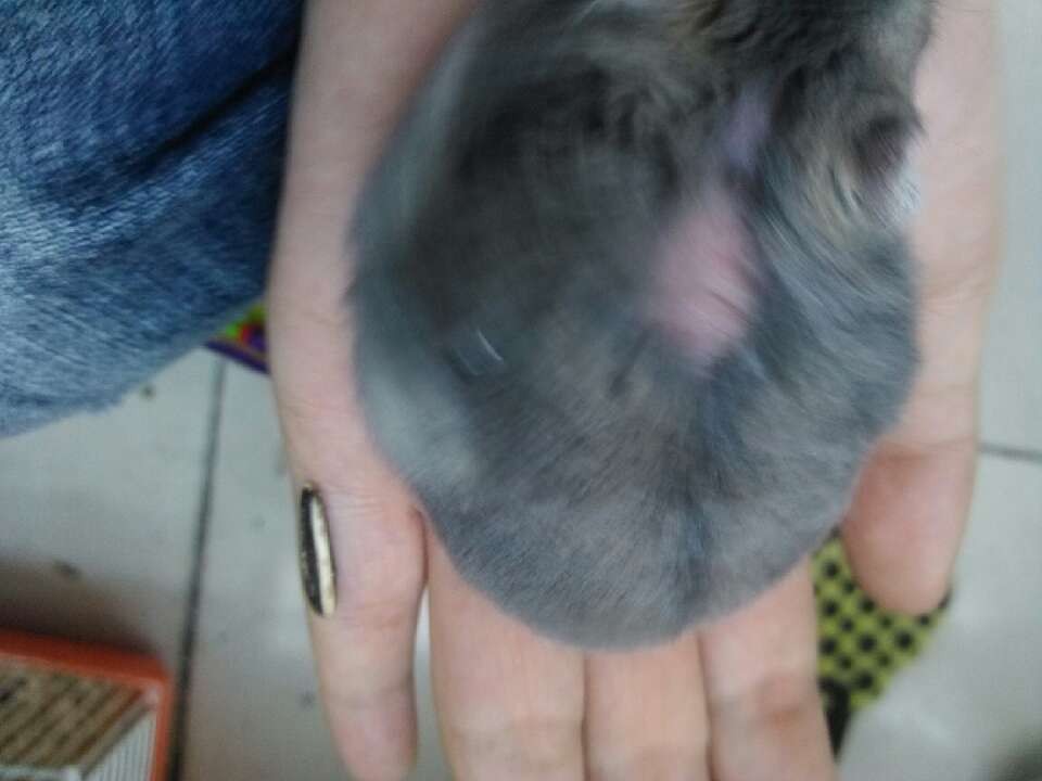 小仓鼠有鼠疫吃什么,仓鼠老年鼠容易得的病