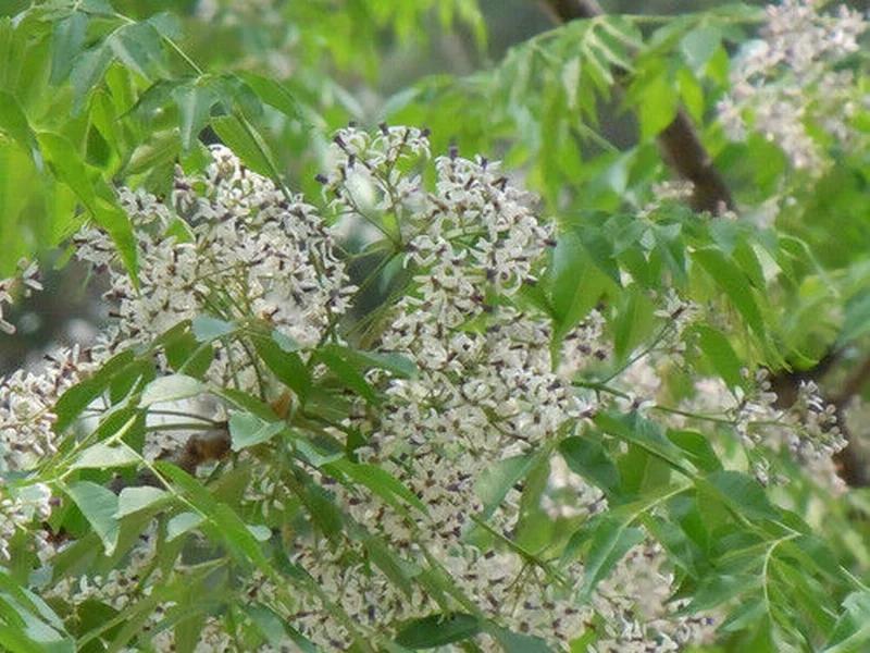 潮汕青草药书大全,潮汕青草药使用大全