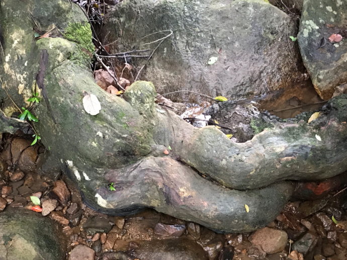 热带雨林里的美食,来这里吃的全是特色!