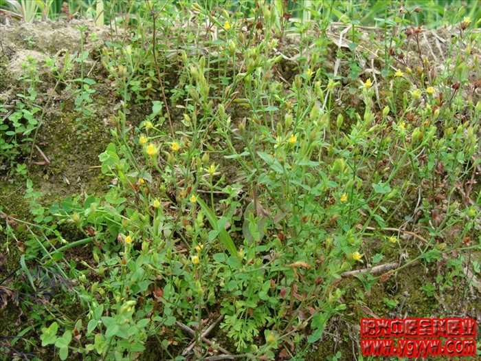 潮汕青草药书大全,潮汕青草药使用大全