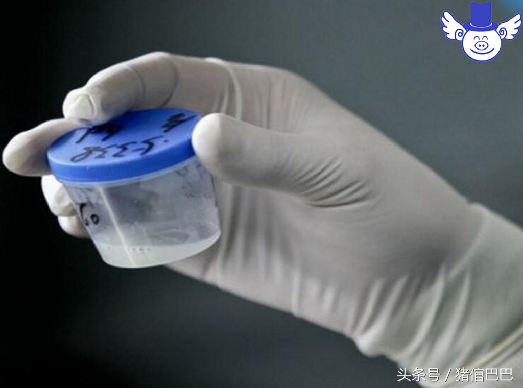 猪场人工授精最佳时间,养猪人工授精讲解