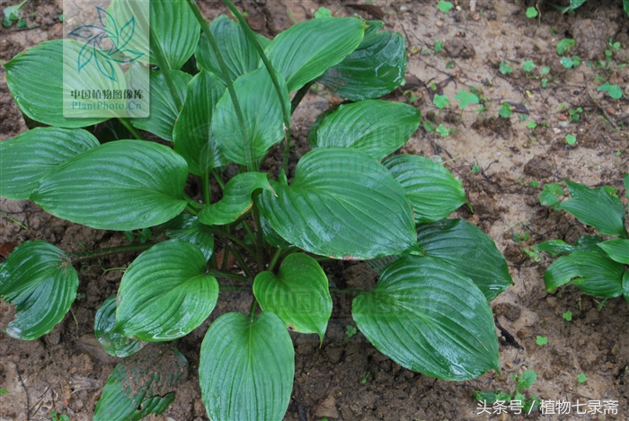 玉簪怎么养护,玉簪的养护方法