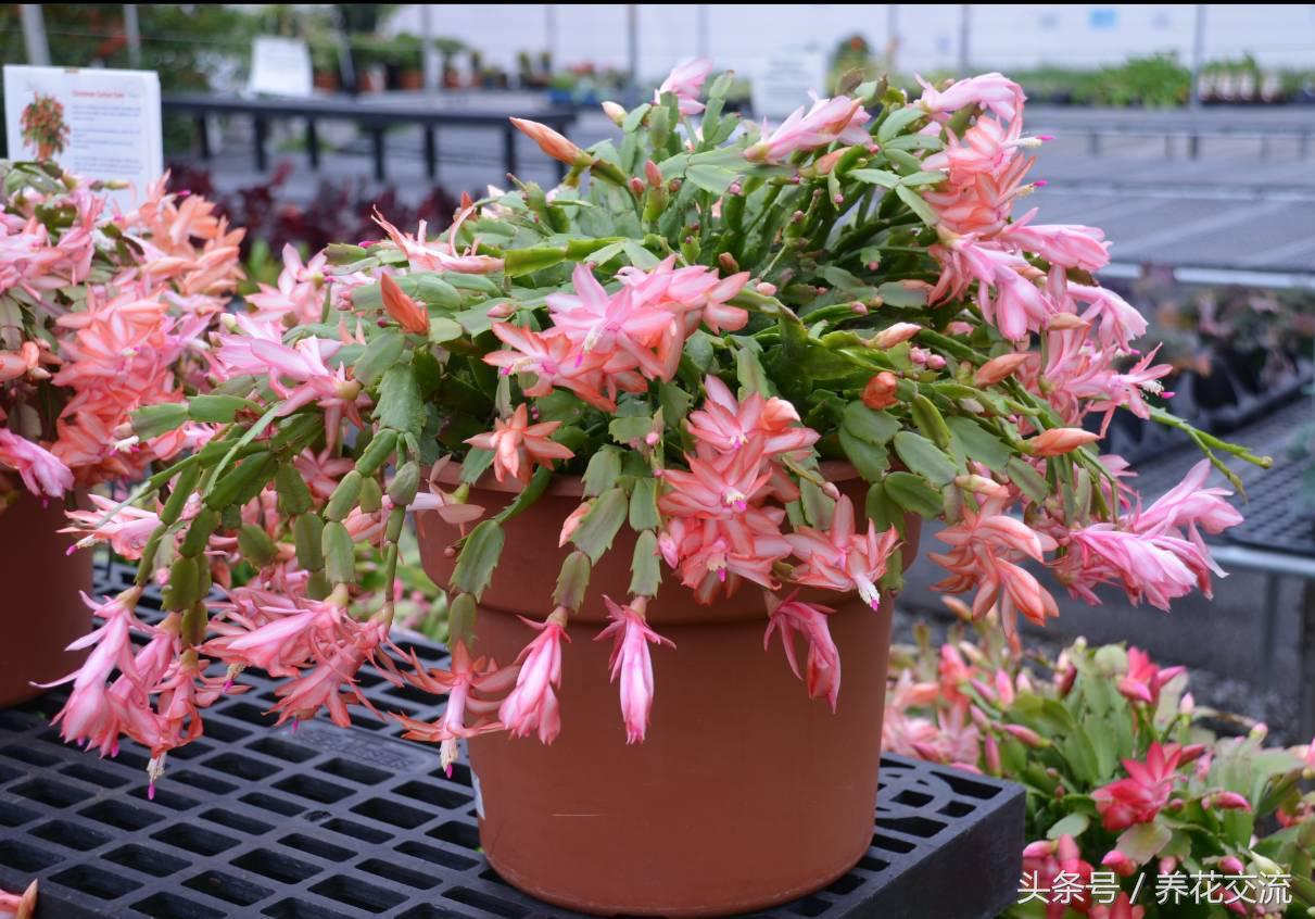 花开富贵蝴蝶兰怎么养,花开如瀑养殖方法