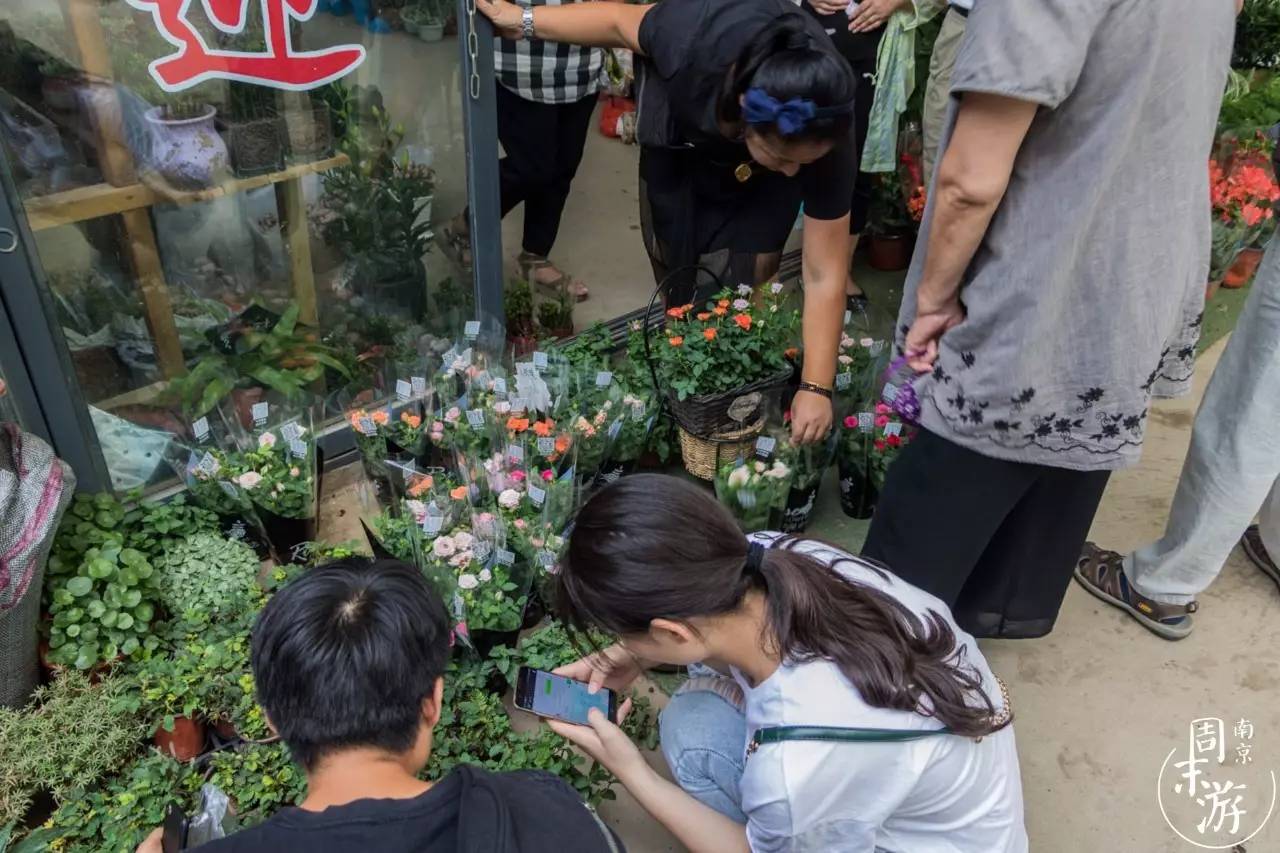 南京夫子庙花鸟鱼虫市场,南京花鸟鱼虫市场