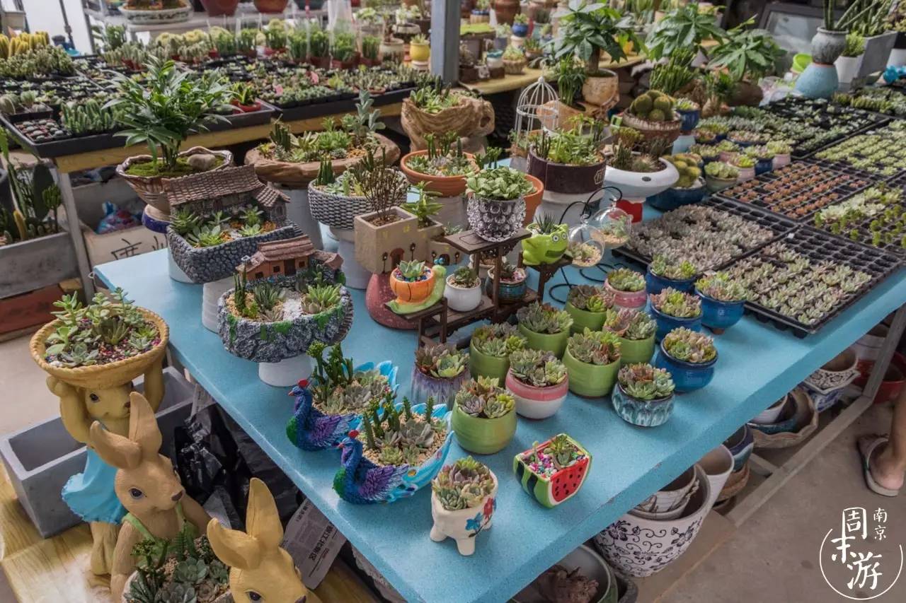 逛各种花鸟市场,南京花鸟鱼虫市场失火