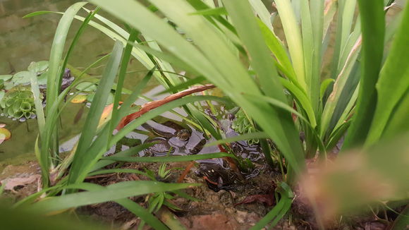 刚出壳的小乌龟怎样养？稚龟饲养注意事项