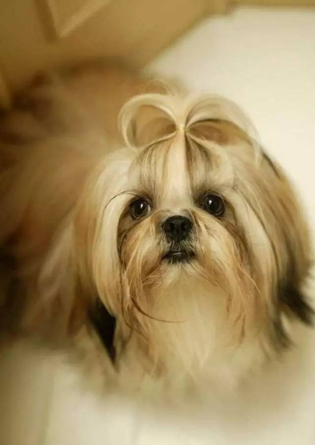 狗狗有泪痕怎么办？六大方案教您一秒解决！