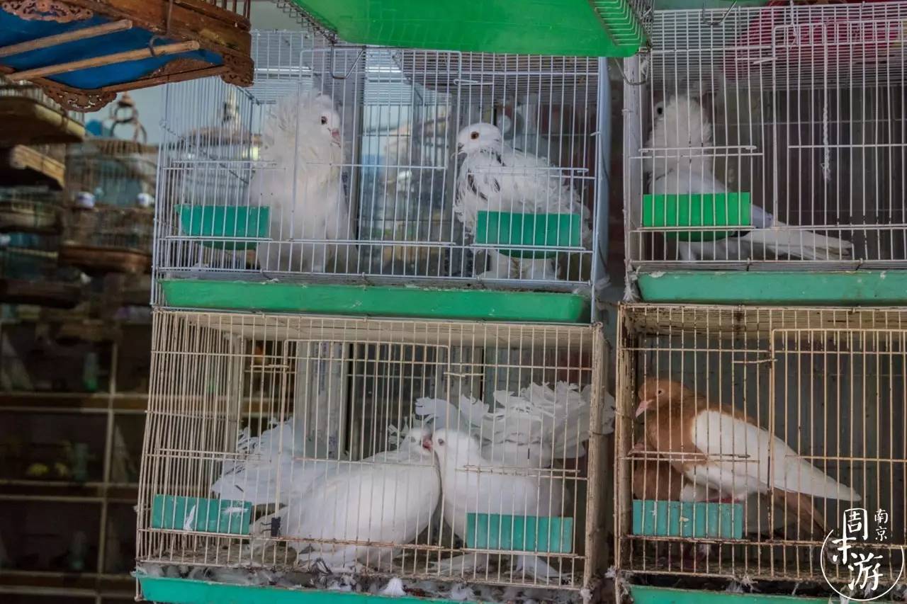南京花鸟鱼虫市场,逛遍市场