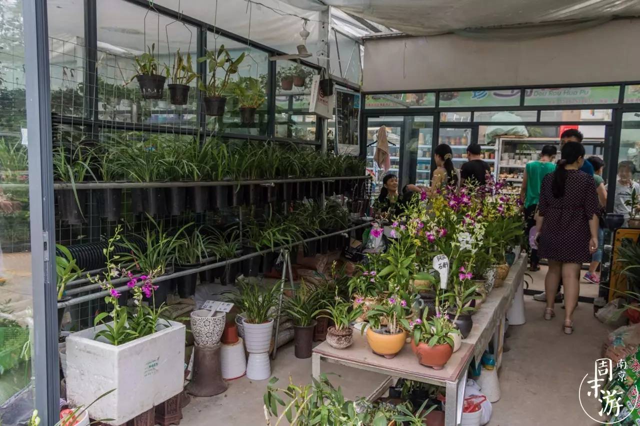 南京的花鸟市场在什么地方,南京夫子庙花鸟鱼虫市场