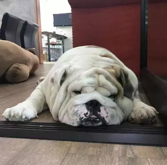 致狗狗的最后一封信,致养狗主人的一封信