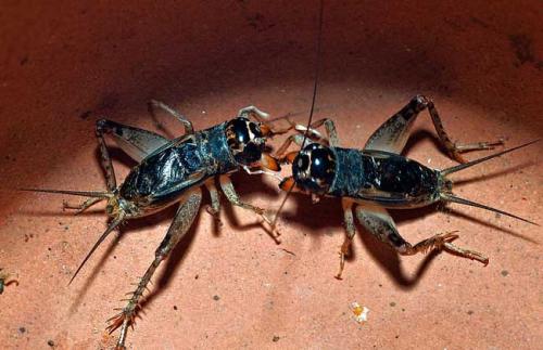 潮汕昆虫图片大全,你不知道的昆虫名称