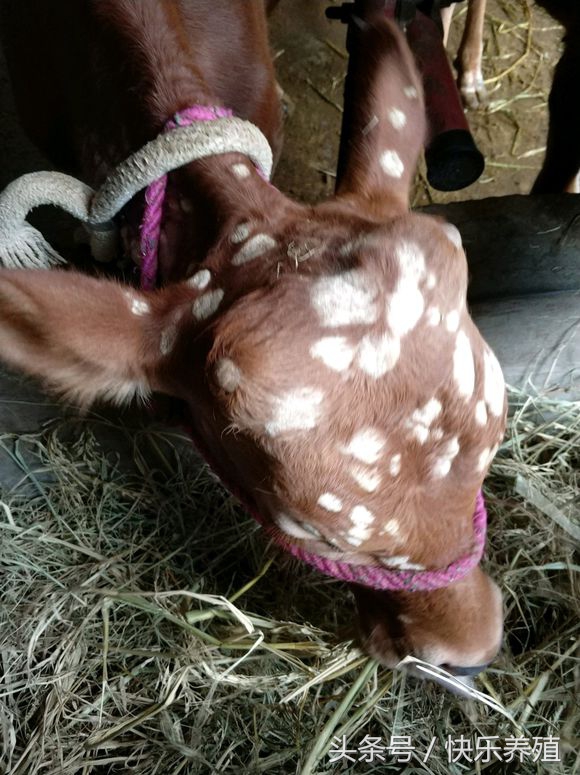 长了瘊子的牛还能养吗,牛身上长瘊子开花怎么处理