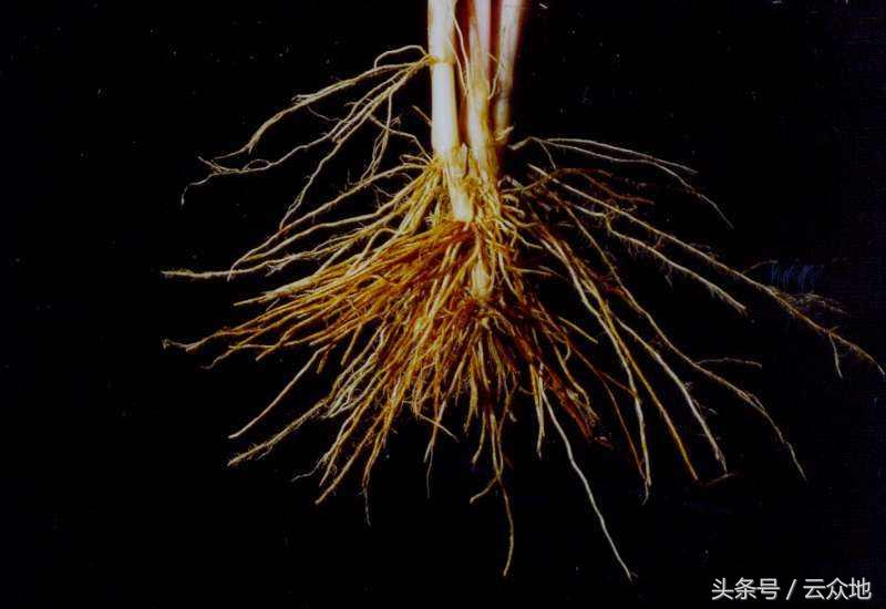 水稻秧苗黑根原因,水稻产生黑根的原因是什么