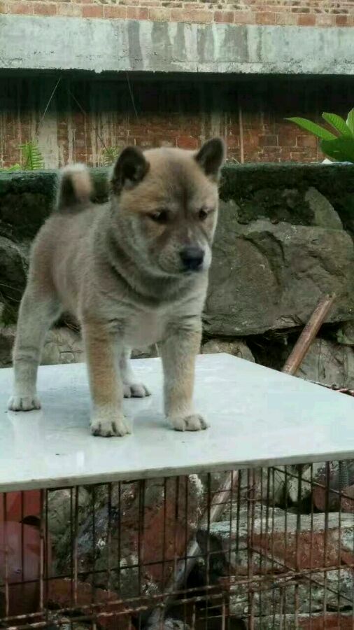 这些才是纯正的中国土狗，最优秀的品种，别觉得养土狗丢脸啦！