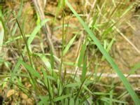 潮汕青草药书大全,潮汕青草药使用大全