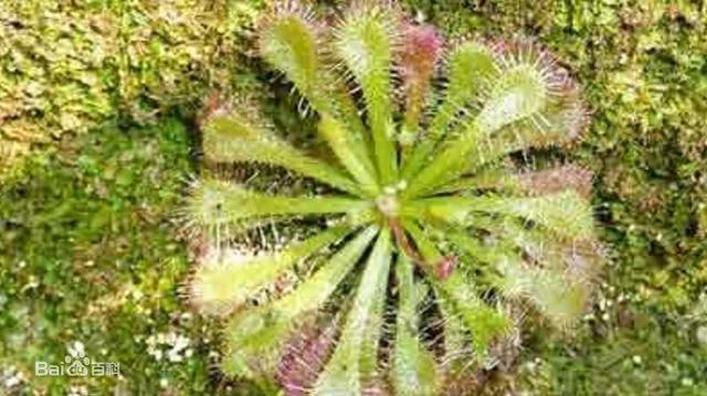 潮汕青草药书大全,潮汕青草药使用大全