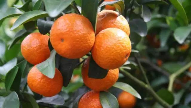 澶╀笅璞℃妫嬪瓙,澶╀笅璞℃妫嬭氨澶у叏