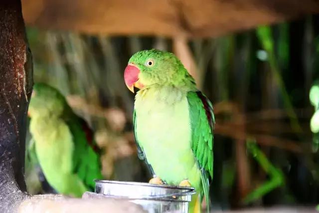 最美的女童海南,最美的小女生去游乐场玩