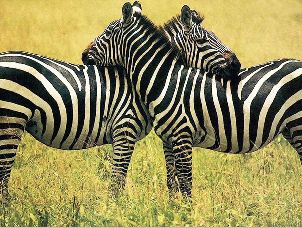 oppoa95桌面怎么设计,oppo手机怎么设计手机字体