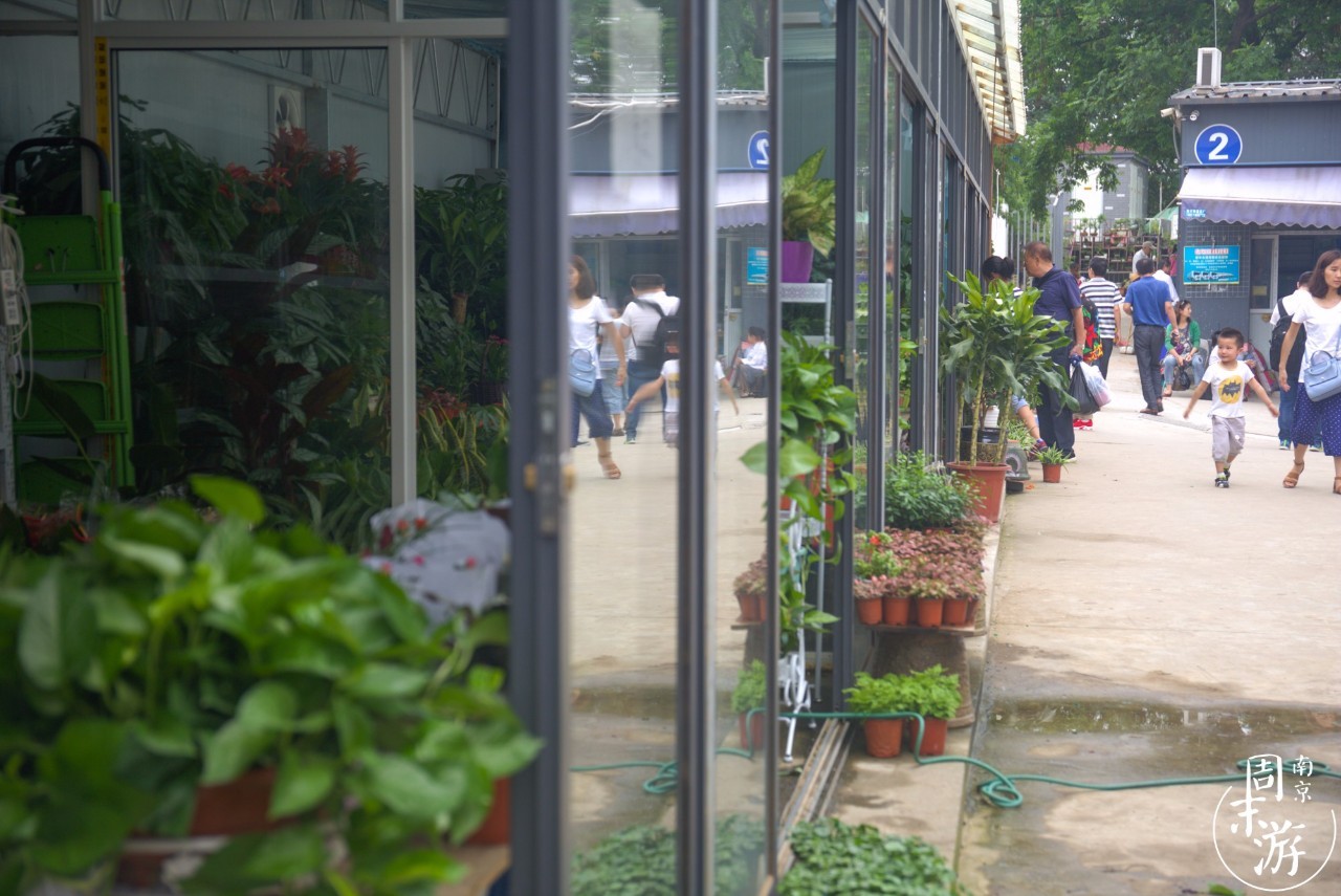 南京有几个花鸟鱼虫市场,南京湿地公园花鸟鱼虫市场在哪里