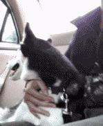 均价在100左右的气垫,均价500的气垫