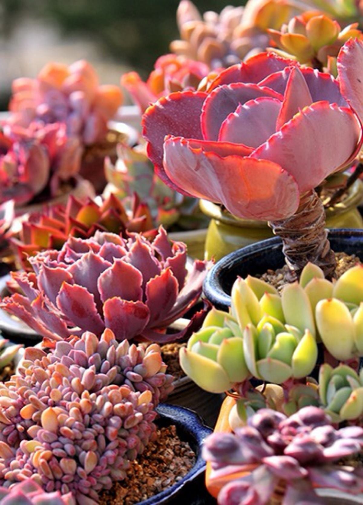 韩国多肉好卖吗,韩国奶酪多肉与国内区别