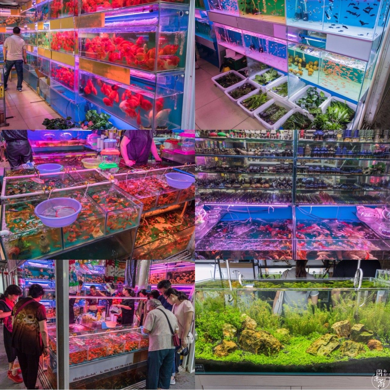 逛遍整个南京城,南京的花鸟市场在什么地方