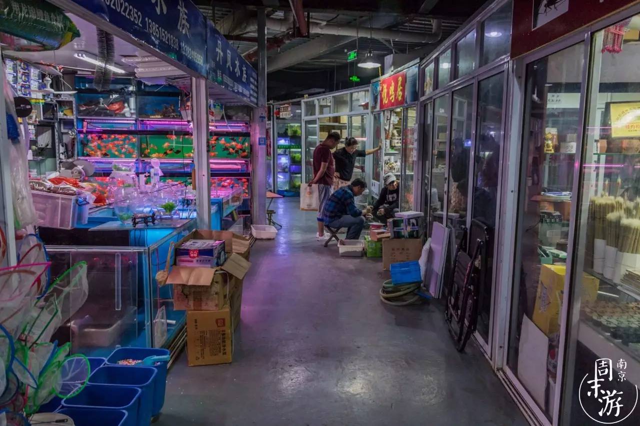 逛南京花卉市场视频,南京夫子庙花鸟鱼虫市场