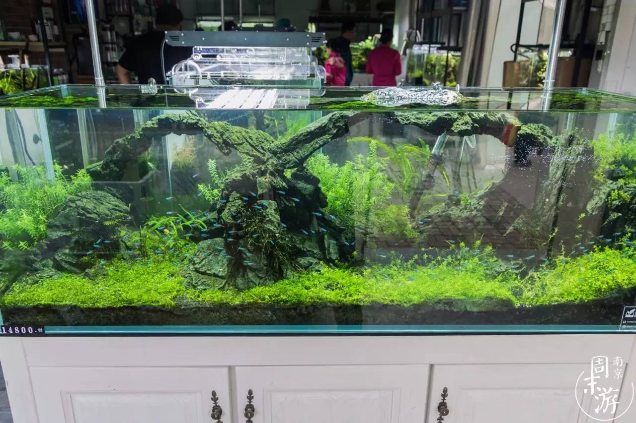 逛各种花鸟市场,南京花鸟鱼虫市场失火