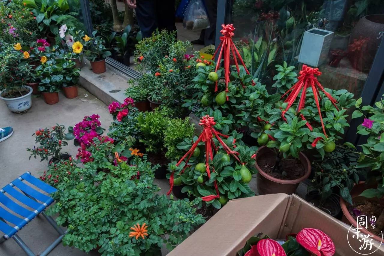 逛遍整个南京城,南京的花鸟市场在什么地方