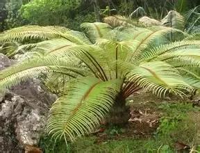 苏铁的产地分布,苏铁原产在哪里