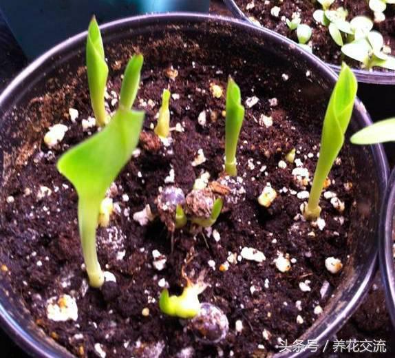 在室内养一些彩虹般的马蹄莲，每天看着心情都会变好