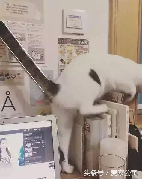 单身独居女生租房布置,独居租房布置