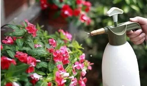 小苏打养花妙用可以用于多肉吗,免洗消毒液可以养花吗