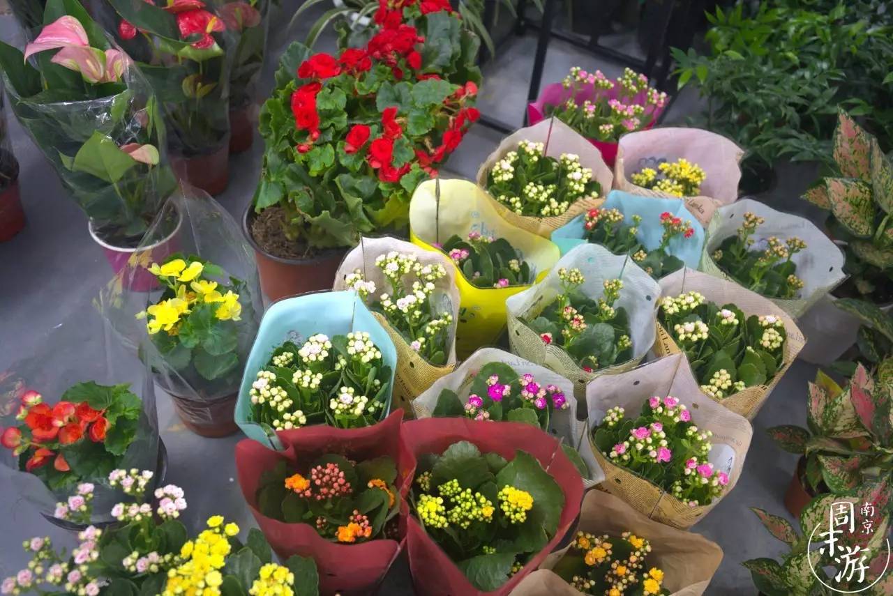 南京花鸟鱼虫市场,南京最大的花鸟虫市场