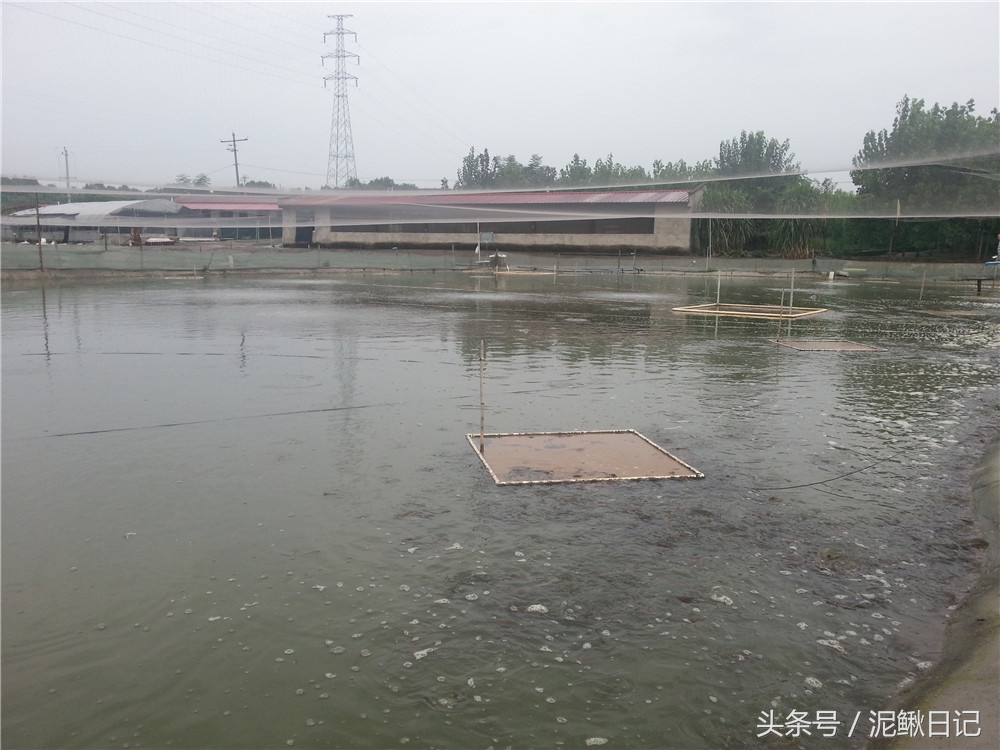 龙虾泥鳅黄鳝养殖一亩多少钱,养殖泥鳅一亩赚多少钱