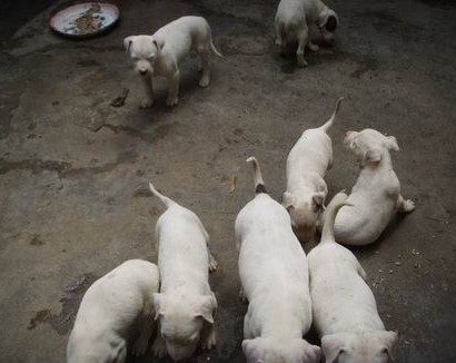 狗幼犬的接生救治喂养