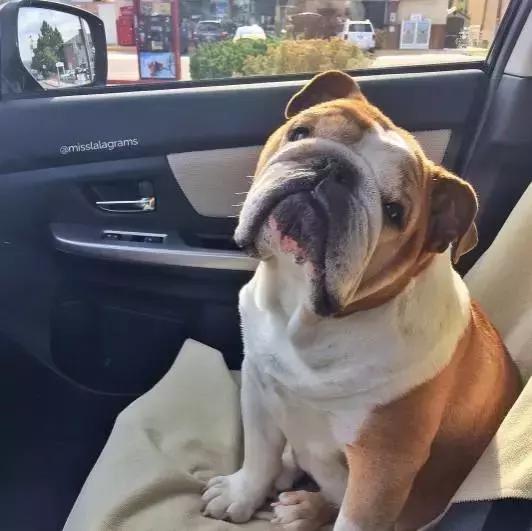 致狗狗的最后一封信,致养狗人士的一封公开信