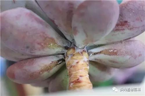 多肉菌类病怎么治,多肉的病虫草害主要有哪些