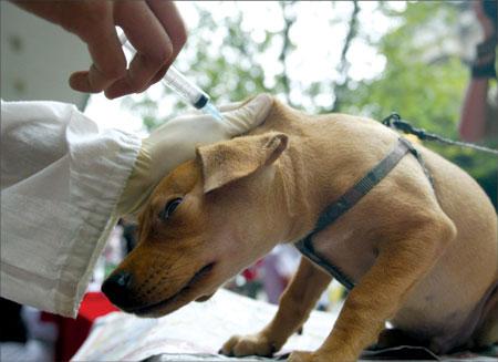 狗狗打疫苗要注意的事项和禁忌,专家回应打疫苗误区