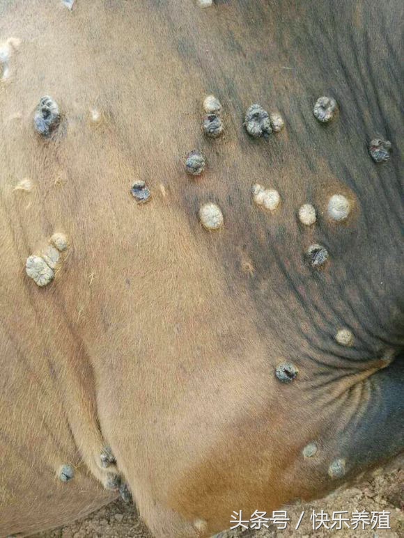 牛身上起瘊子一招解决,长了瘊子的牛还能养吗