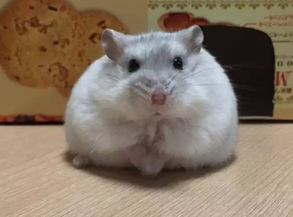 仓鼠吃了五香花生会怎么样,小仓鼠吃花生是剥壳还是不剥壳