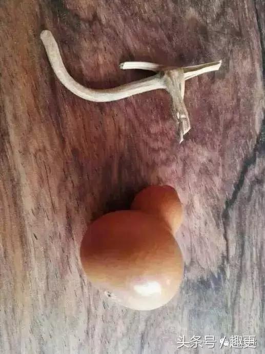 葫芦老掉龙头怎么办,葫芦的龙头快掉了怎么办