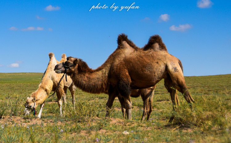 五一锡林郭勒游玩,几月份游锡林郭勒适合