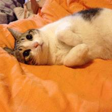 小米mix2尊享版有什么用,小米mix2尊享版入手