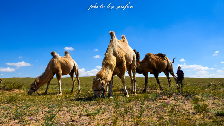 五一锡林郭勒游玩,几月份游锡林郭勒适合