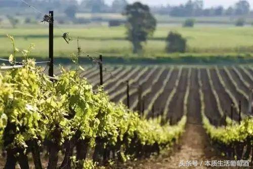 葡萄酒行业最新市场动态分析,茅台葡萄酒最新资讯