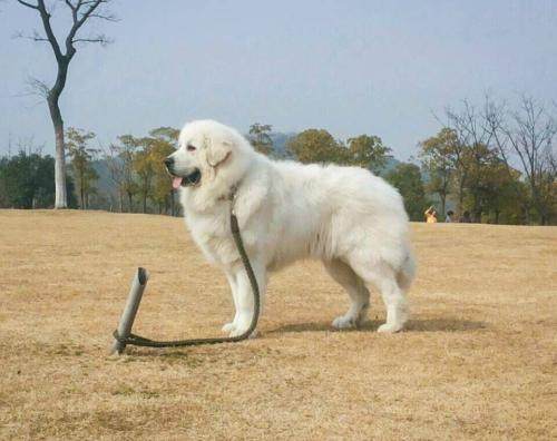 世界名犬大白熊犬,最大的大白熊犬